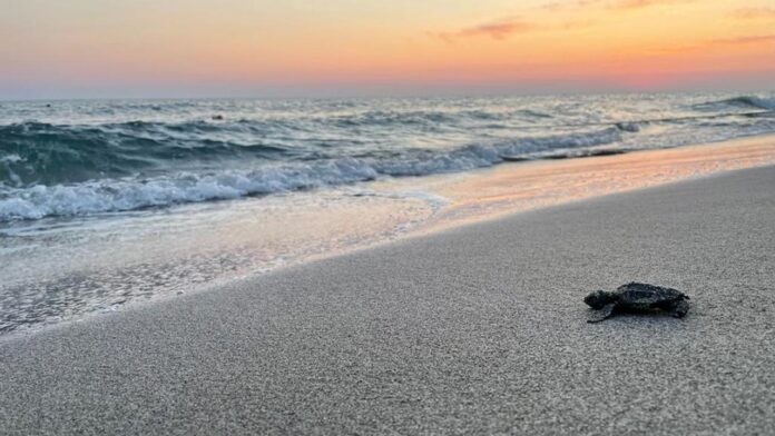 caretta-caretta-2464665.jpg