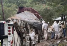 Texas’ta arı yüklü TIR devrildi: Milyonlarca bal arısı çevreye yayıldı