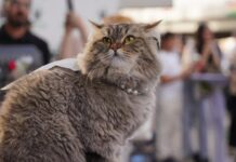 Vietnam’da kesilmek üzere çalınan yüzlerce kedi kurtarıldı