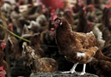 Kuş gribi son kıtanın da kapısını çaldı: H5N1 Avustralya’ya ulaştı