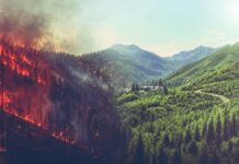 El Nino orman yangını riskini artırıyor