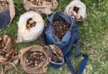 İzinsiz salep orkidesi yumrusu toplayan kişilere 7 milyon lira ceza kesildi