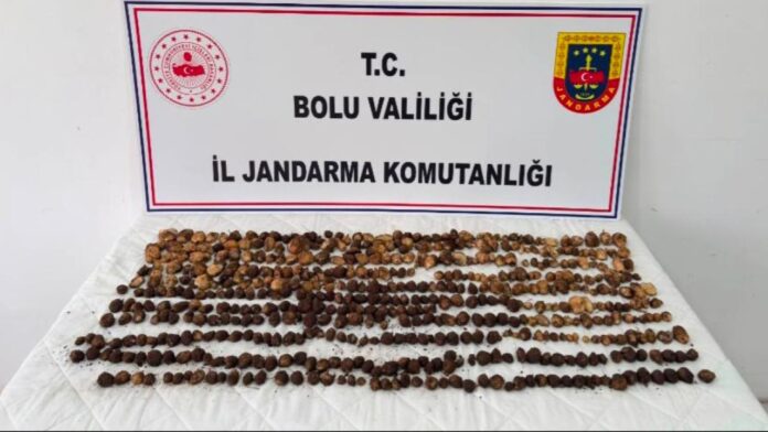 salep-2470993.jpg