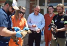 Lefkoşa Barınağı’ndaki hayvanlara sağlık kontrolü