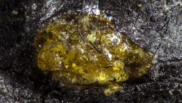 kehribar-sciencealert-2476311.jpg