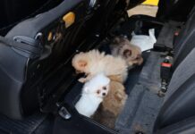 Edirne’de “Pomeranian” cinsi 5 köpek yavrusu ele geçirildi