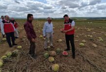 Tekirdağ’da tarım arazilerinde hasar tespit çalışmaları sürüyor